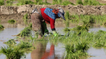 Karacabey’de Çeltik Ekimi Yasağı: Kuraklık Nedeniyle Zorunlu Adım