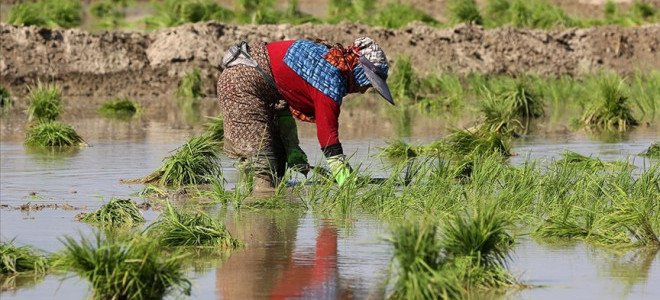 Karacabey’de Çeltik Ekimi Yasağı: Kuraklık Nedeniyle Zorunlu Adım