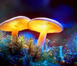 “Katı Atıklar Doğal Bir Kaynağa Dönüşebilir”