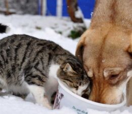 Kar Altında Yaşam Mücadelesi