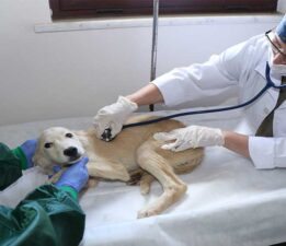 2026 da Zam Yapmadık Ama…