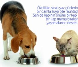 “Bir Kap Mama, Bir Kap Su Hayat Kurtarır”