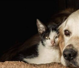 Hukuk Devletimi, Çadır Devletimi!