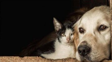 Hukuk Devletimi, Çadır Devletimi!