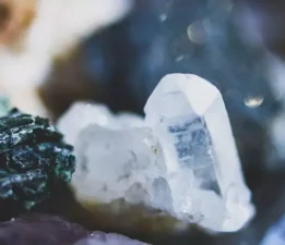 ŞAP SALGINI BİR KADER DEĞİL, YÖNETİM ÇÖKÜŞÜDÜR