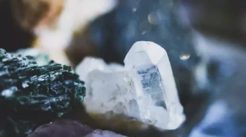 ŞAP SALGINI BİR KADER DEĞİL, YÖNETİM ÇÖKÜŞÜDÜR