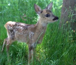 “Doğanın Son Kaleleri Sermayeye Teslim Ediliyor”