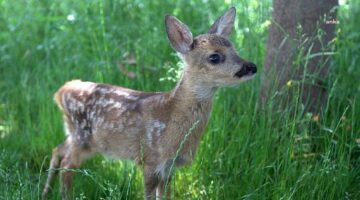 “Doğanın Son Kaleleri Sermayeye Teslim Ediliyor”