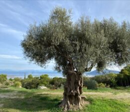 Zeytinin Gizli Gücü: Türkiye’nin “Sıvı Altını” Yeni Bir Değer Katıyor