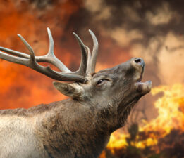 “Sahipsiz Canlar Göz Ardı Edilemez”