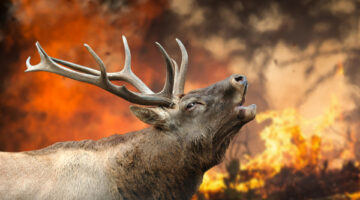 “Sahipsiz Canlar Göz Ardı Edilemez”