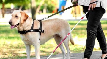 Bursa’da Engelli Bireyler İçin Tarihi Adım