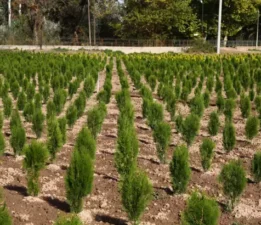 “Beton Osmangazi fidanlarla yeşile dönecek”