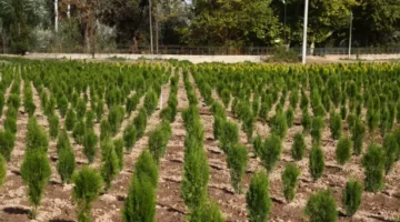 “Beton Osmangazi fidanlarla yeşile dönecek”