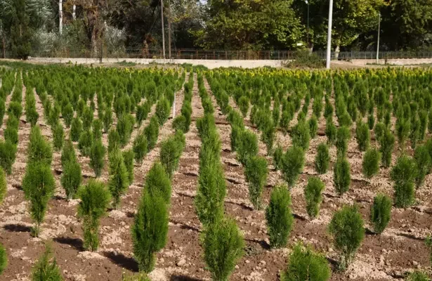 “Beton Osmangazi fidanlarla yeşile dönecek”