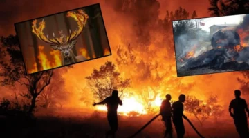 “Yeşil Vatan Alarm Veriyor!”