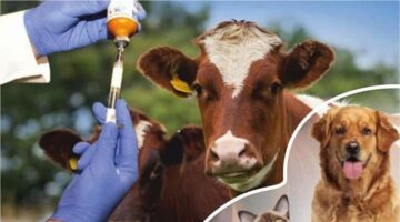 “Sağlık Sistemi Veteriner Hekimsiz Eksiktir”