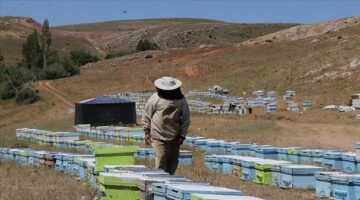 Gezgin Arıcılığa Destek Çağrısı: “Üretimi Destekleyin, Verim Artsın”