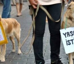 Bursa’da Hayvan Hakları Savunucularından Sokak Hayvanları İçin Protesto
