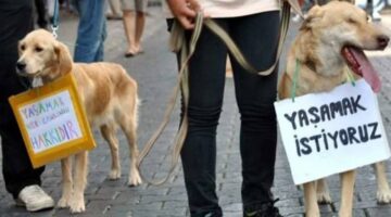 Bursa’da Hayvan Hakları Savunucularından Sokak Hayvanları İçin Protesto