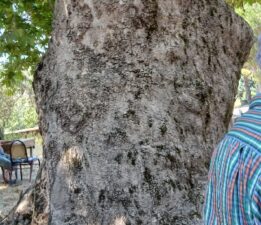 Karacabey’in Ekmekçi Mahallesi’nden Asırlık Çınarlar İçin Koruma Çağrısı