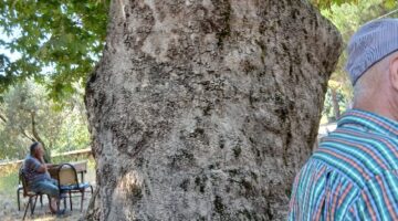 Karacabey’in Ekmekçi Mahallesi’nden Asırlık Çınarlar İçin Koruma Çağrısı