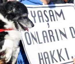 Sokak Hayvanları Tartışmasında Gerilim Tırmanıyor