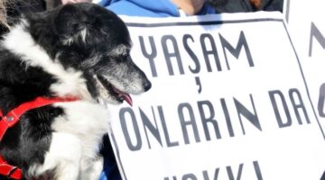 Sokak Hayvanları Tartışmasında Gerilim Tırmanıyor