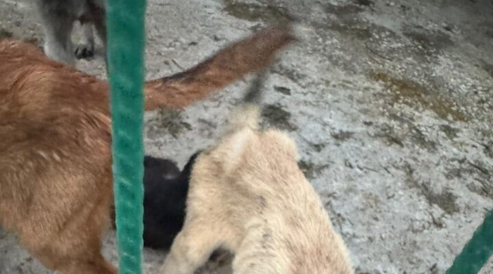 Gemlik’te Barınak Krizi Büyüyor: “Başkanın Sözü Mü Geçerli, Müdürün Sözü Mü?”