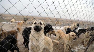Bursa’da Köpek Çiftliği Tepkisi: Ercan Sönmez’den “Kırmızı Hat” Vurgusu