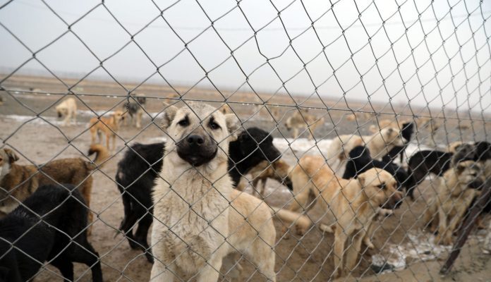 Bursa’da Köpek Çiftliği Tepkisi: Ercan Sönmez’den “Kırmızı Hat” Vurgusu